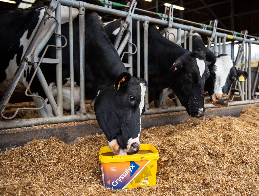 cattle mineral block