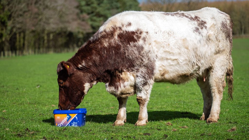 Crystalyx Cattle Booster for dairy and beef livestock