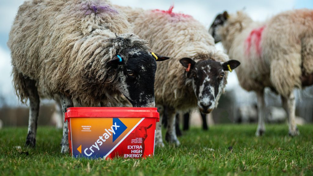 Crystalyx Extra High Energy feed licks for sheep