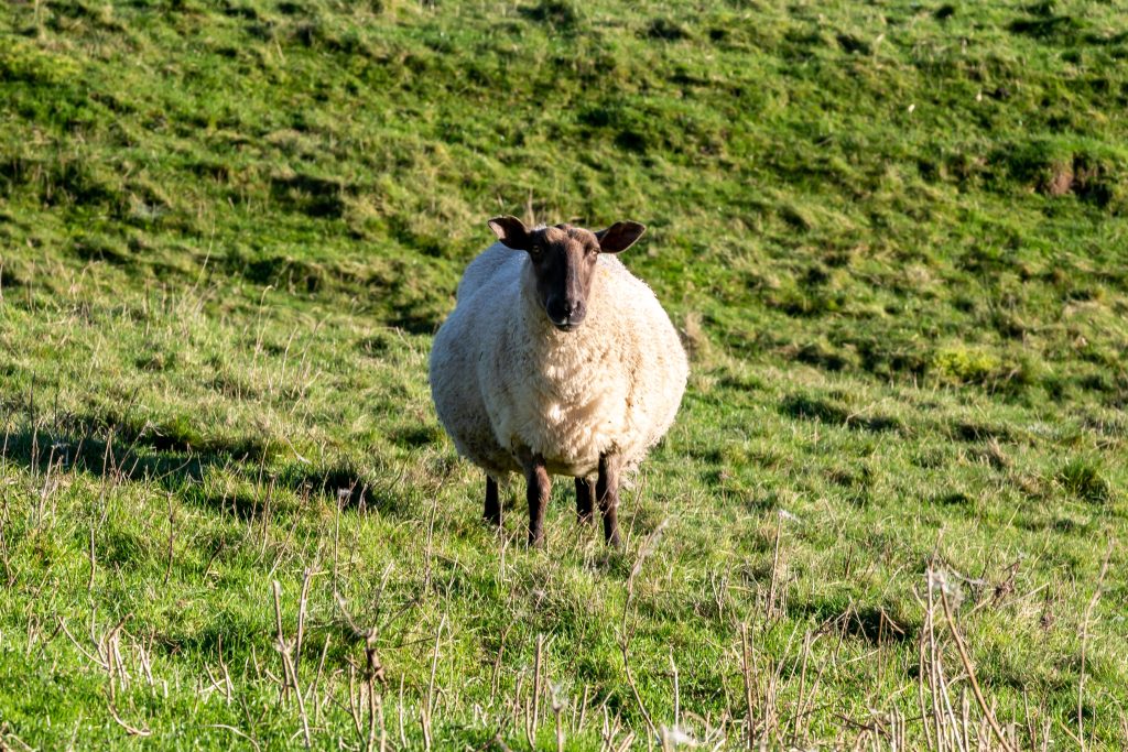 twin lamb disease