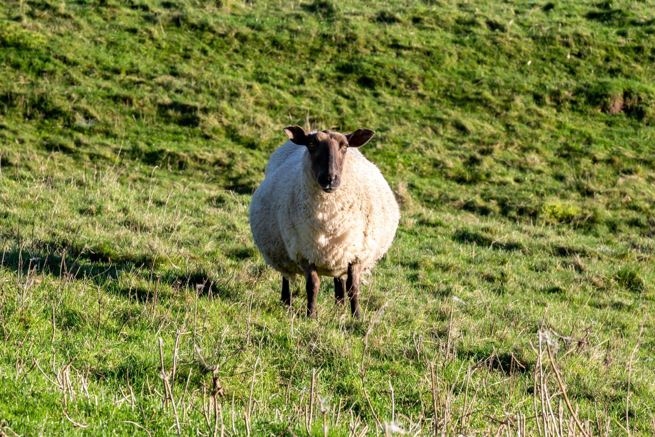 Getting To Grips With Twin Lamb Disease - Crystalyx