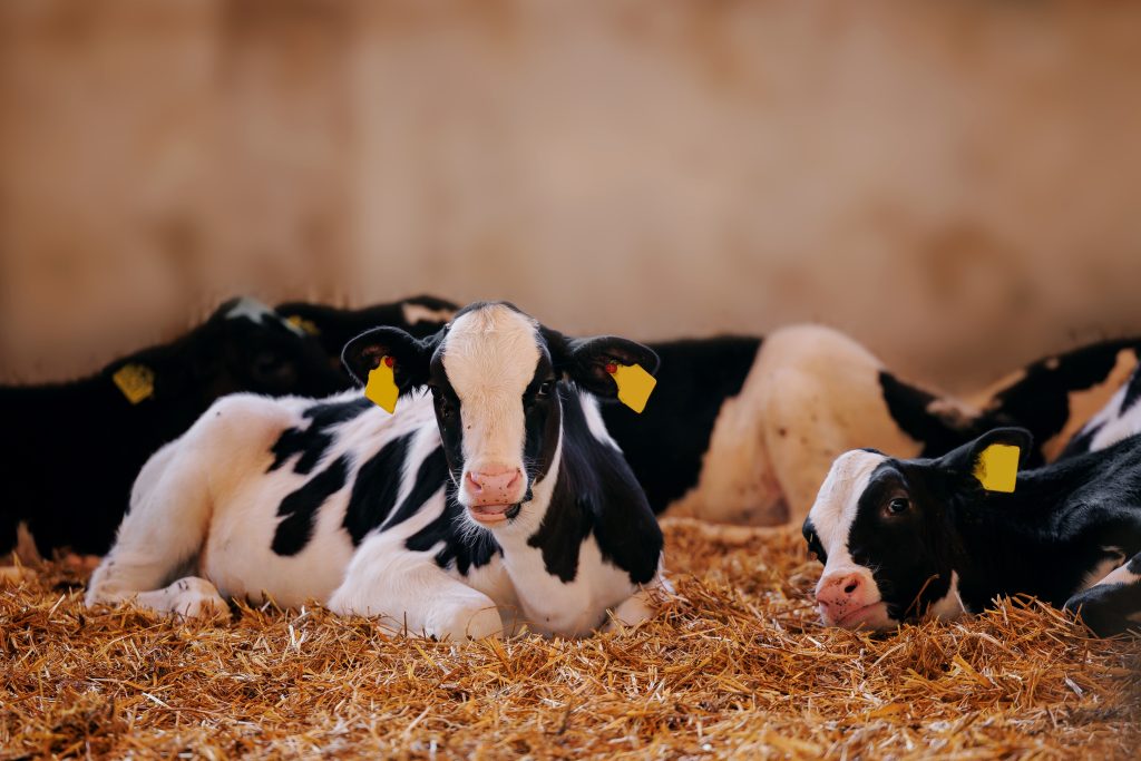 pneumonia in calves