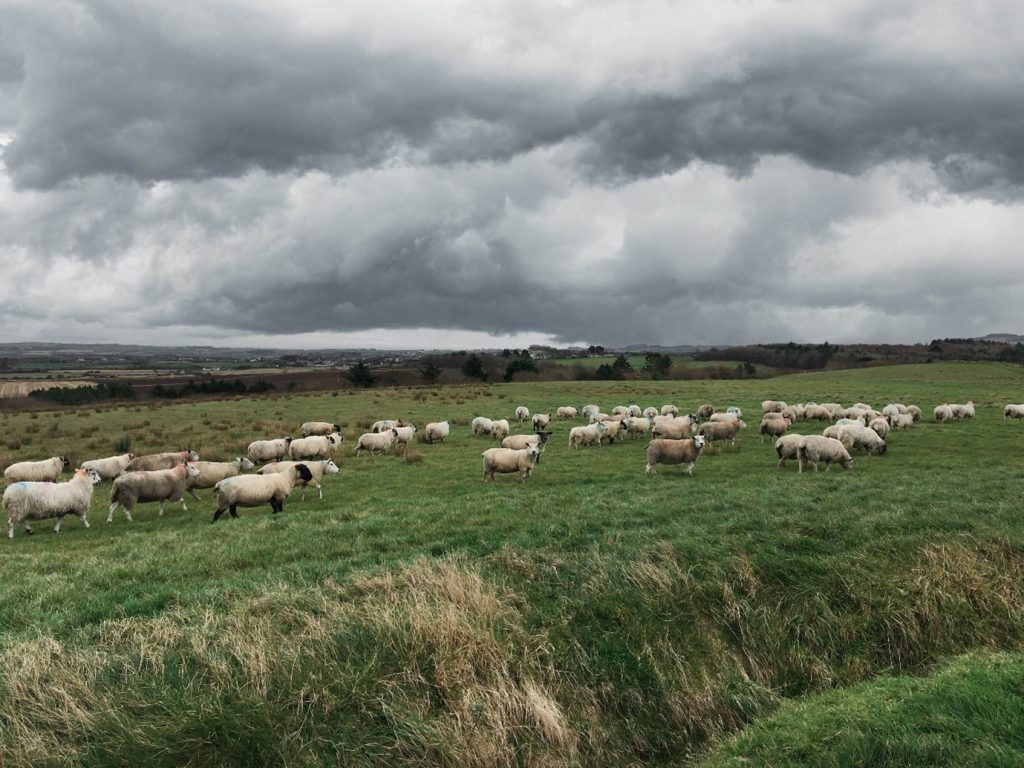 Feeding Sheep