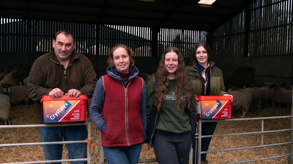 Feeding Ewes Pre Lambing