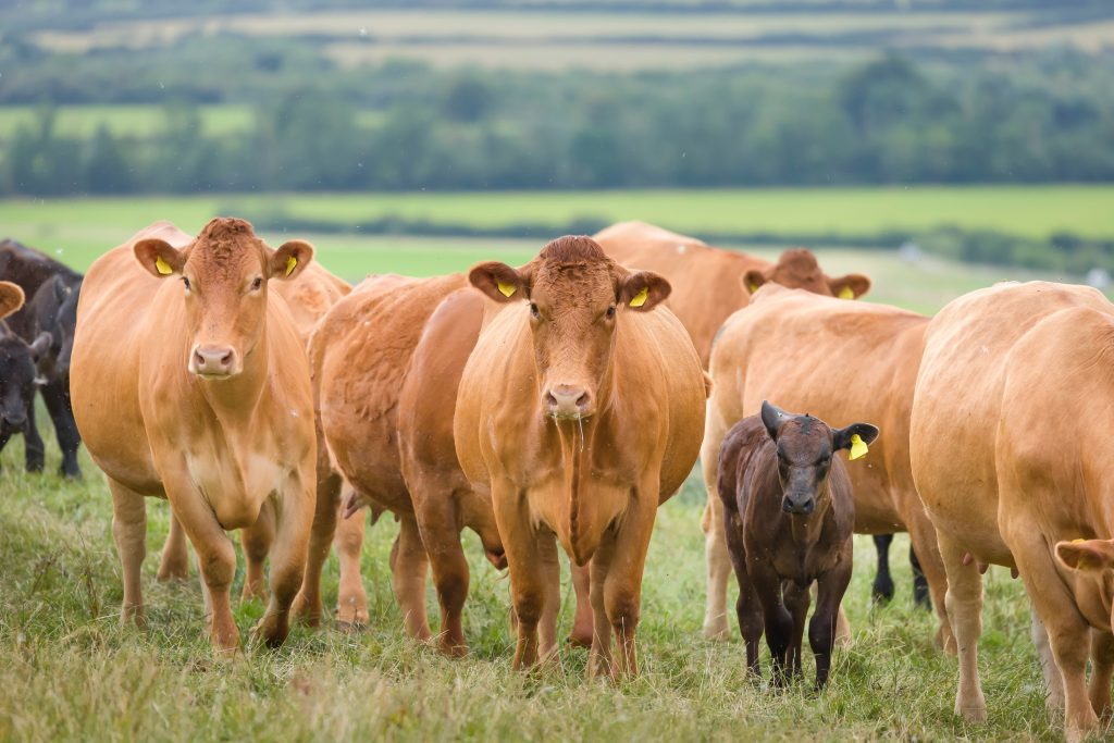 grazing cattle